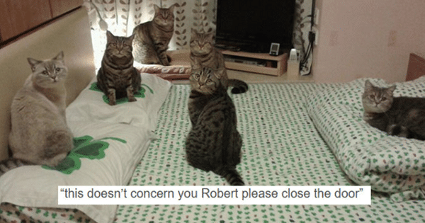 10 Hilarious Cat Posts That Will Definitely Crack You Up