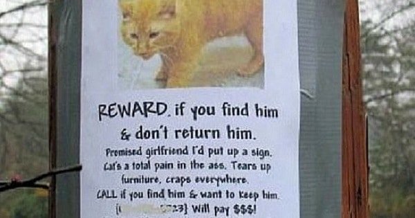 10 Hilarious Posters For Missing Cats