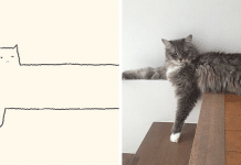 10+ Times ‘Stupid Cat Drawings’ Made Everyone Laugh With How Accurate They Were