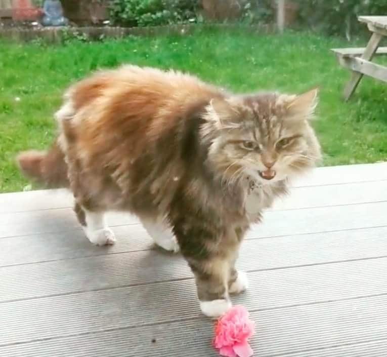 Cat Brings Flowers to Neighbors From Her Garden Regularly Since Spring