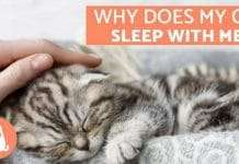 5 Reasons Why Cats Like to Sleep With You