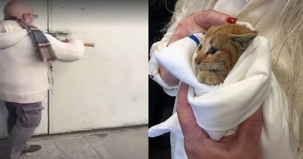 A Couple Heard Noise From A Nearby Dumpster and Found A Tiny Scared Kitten Asking For Help!