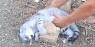 Cat Absolutely Refuses To Go Home, Watch What Happens When Her Human Tries To Pick Her Up!