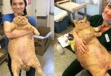 Enormous Ginger Cat Founds A Perfect Home