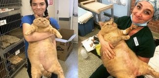 Enormous Ginger Cat Founds A Perfect Home