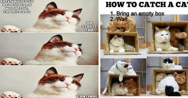 Having A Bad Day? These Cat Memes Can Help!
