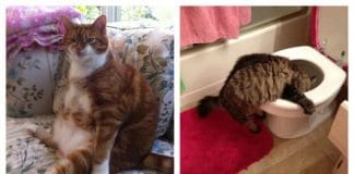 Hilarious Truth About Pregnancy as Told by Cats