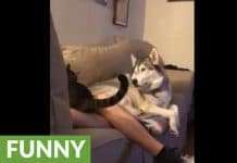 Owner Pets His Cat, But Then The Jealous Dog Throws Epic Temper Tantrum