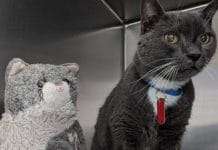 Shelter Cat Hugs Favorite Toy, Reminds Him Of Home