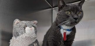 Shelter Cat Hugs Favorite Toy, Reminds Him Of Home
