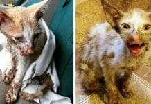 The Vet Wanted To Euthanize This Cat But His Amazing Recovery Shocked Everyone