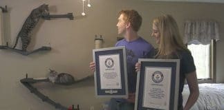 These Cat Siblings Hold Guinness World Records And Live In The Same Home!