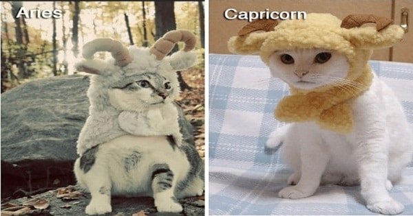 These Cats Dressed As Zodiac Signs Are Too Damn Cute!