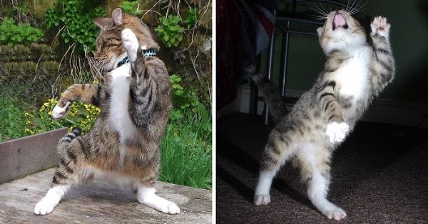 These Cats Love Dancing And It’s So Cute!