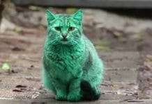 This Stray Cat Accidentally Turned Itself Green