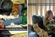 Top 10 Best Cat Snapchats From Last Year