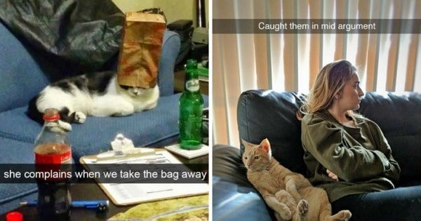 Top 10 Best Cat Snapchats From Last Year