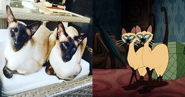 These Cats Are The Real Life Doppelgangers Of Beloved Disney Characters!