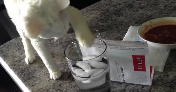 Have You Ever Seen A Cat This Thirsty?!
