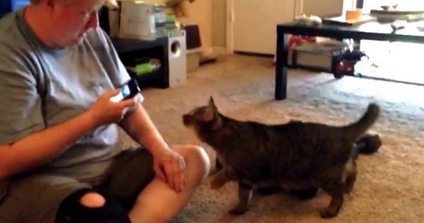Here’s What Happens When You Talk Smack To Your Cat!