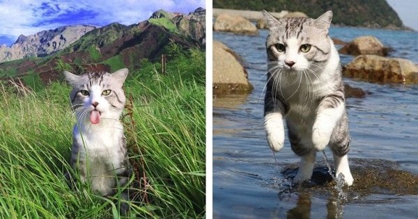 Say Hi To The Most Photogenic Cat In The World!
