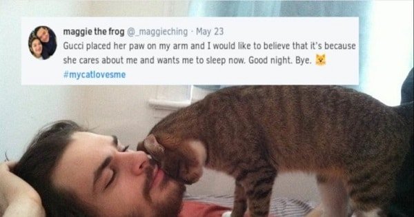 These 8 Signs Will Tell You If Your Cat Likes You Or Not