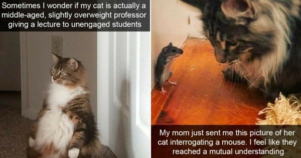 These Amazing Cat Snapchats Remind Us Of The Awesomeness Of Cats!