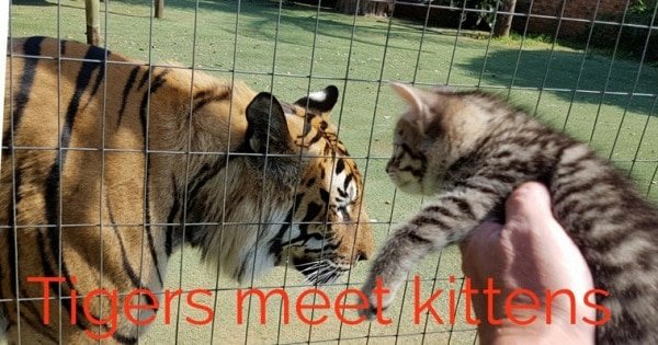 What Would Happen If A Cat Met A Tiger? We Finally Have The Answer And It’s Not What We Were Hoping For!