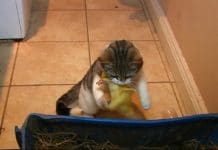 A Farmer Couple Panics When They Can’t Find Their Newly Hatched Ducklings Until They See Their Cat Carrying One In Her Mouth!