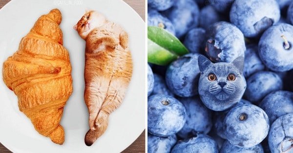 A Russian Artist Photoshops Pics Of Food With Cats And The Results Are Stunning!
