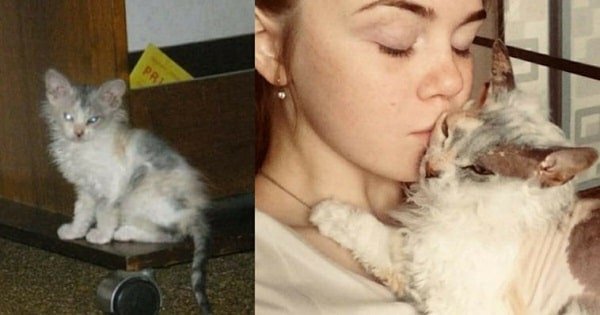 A Teenage Girl Adopts A Tiny Kitten, But As It Growing, It’s Obvious Something’s Wrong!