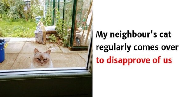 Cat Owners Will Definitely Understand These Hilarious Cat Memes!