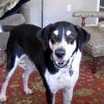 Dad Tells Dog He Bought a Kitten. Internet Can’t Stop Laughing at Dogs Comeback!