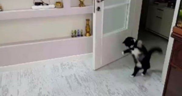 Enjoy – This Is Probably The Cutest And Funniest Cat Walk-Hop Forever!