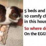 These Funny Photos Show Why Trusting A Cat Is A Foolish Thing To Do!