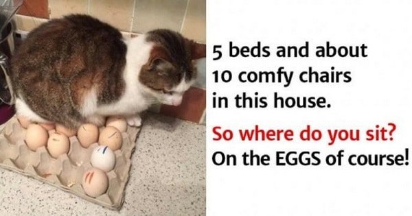 These Funny Photos Show Why Trusting A Cat Is A Foolish Thing To Do!