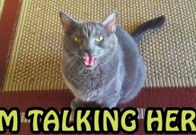 Who Says Cats Can’t Talk To Humans