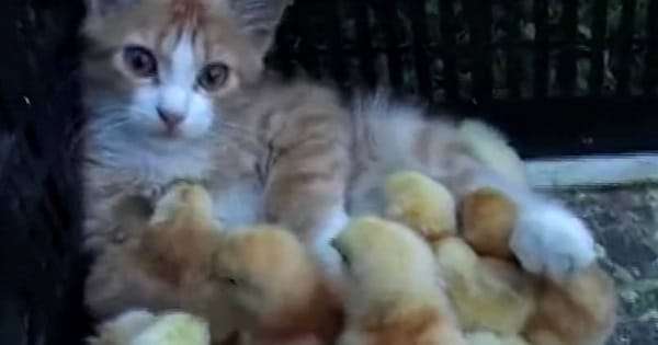 A Cute Ginger Kitty Adopts Baby Chicks And WE’RE MELTING!