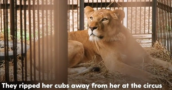 Circus Lion Can’t Wait To Be Reunited With Her Cute Cubs