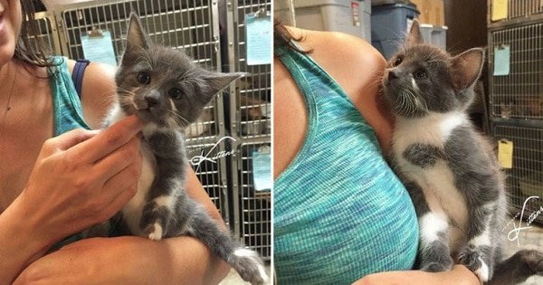 Take A Look At This Kitty – It Wanted To Leave The Shelter So Much, It Begged A Woman To Take Him Home!