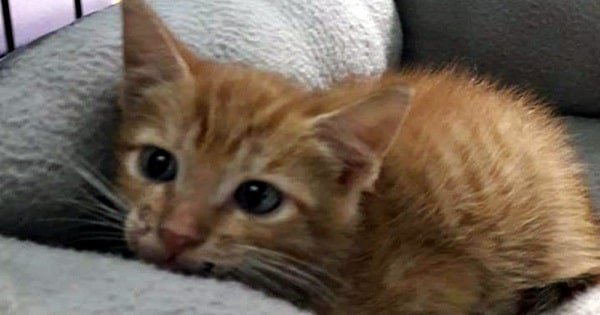 The Latest IDIOTIC Trend – Throwing Out Kittens From Moving Cars in Florida!