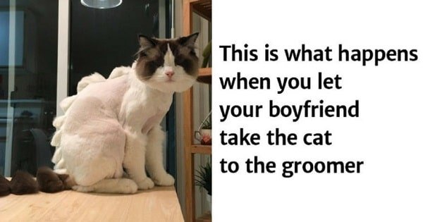 These Cats Will Make Their Humans Regret Taking Them To The Groomer!