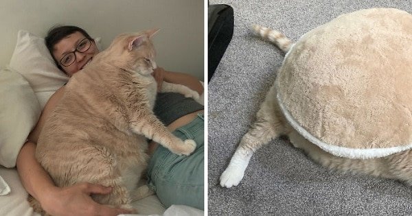 This 33-Pound Gentle Giant Cat Will Make Your Heart Melt!
