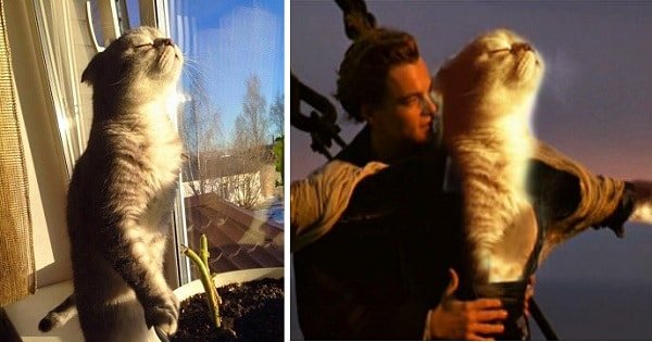 This Amazing Kitty Photoshop Battle Is Why We Can’t Get Off the Internet!