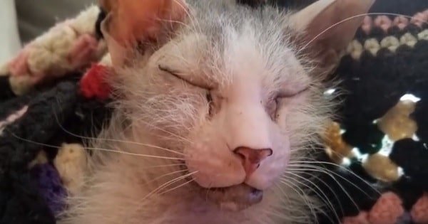 This Cat May Look Ugly to Everyone, But She’s Perfect to Her Mom!