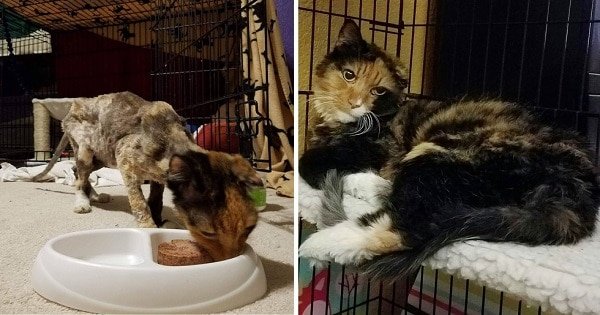 This Cute Cat Was Barely Breathing When She Was Found, But Take A Look At Her Now!