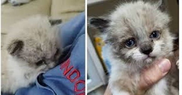This Motherless Kitty Would Have Died Alone Near A Fence, But Take A Look At Him Now!