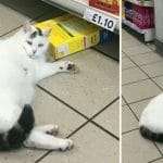 Chubby cat strolls into Tesco to steal some treats and take a nap