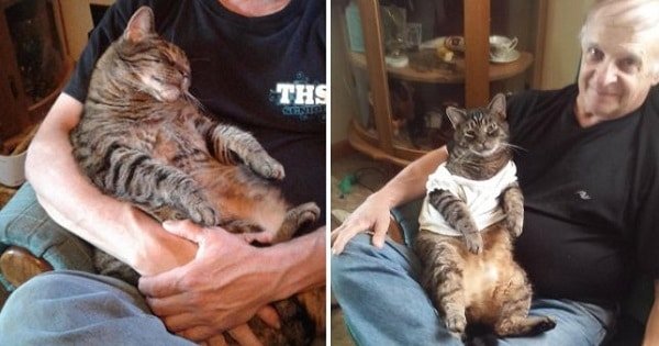 Tiger the Cat Doesn’t Let His Human Leave to Work Without Half an Hour of Cuddles!