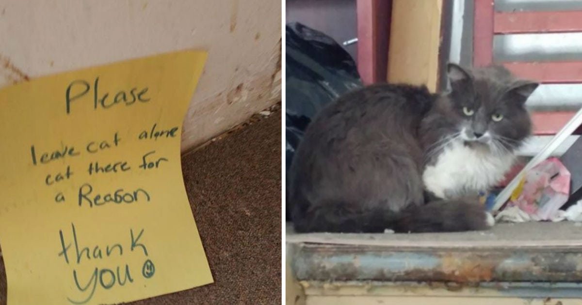 When One Man Found a Freezing and Lonely Cat, He Knew What He Should Do